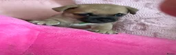 Jug dogs for sale: Jug Puppies For Sale - Advert 6