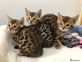 Bengal cats for sale: Beautiful Bengal kittens - Advert 1