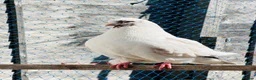 Pigeons birds for sale: Modena Pigeon for sale  in Luton - Advert 1