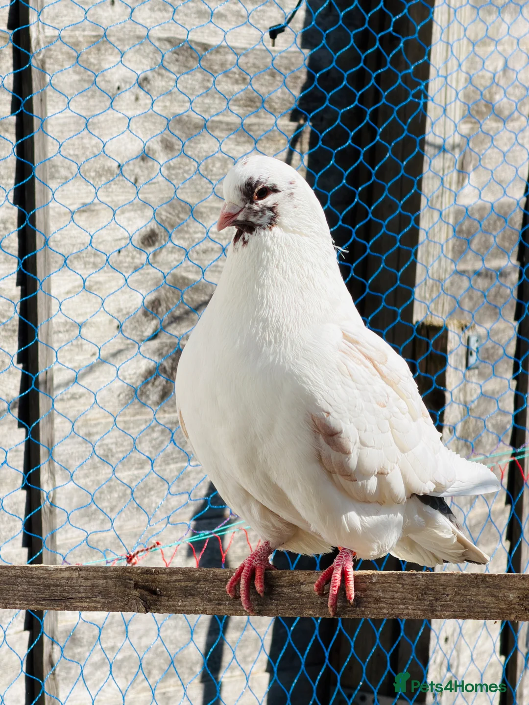 Pigeons birds for sale: Modena Pigeon for sale  in Luton - Advert 1