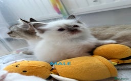 Ragdoll cats for sale: GCCF Ragdoll Kittens – Loving Homes 💕 - Image 11