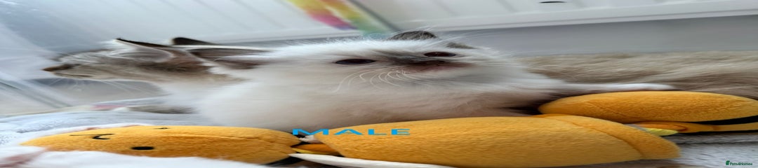 MALE