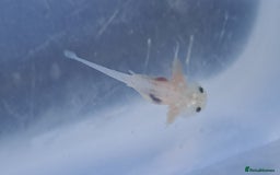 Axolotl reptiles for sale: Axolotls  - Image 8