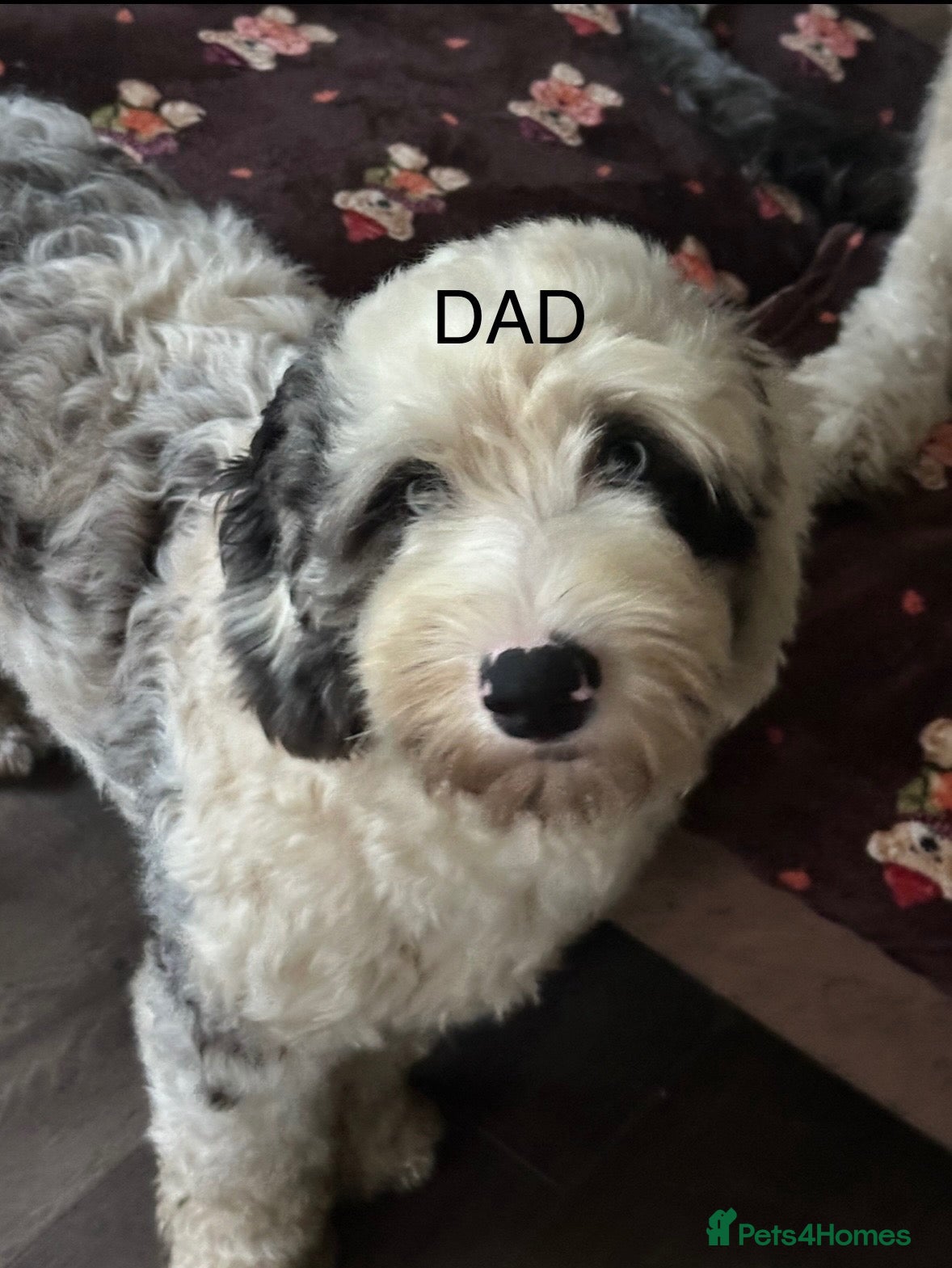 Sheepadoodle dogs Miniature Sheepadoodles - Advert 2