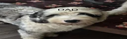 Sheepadoodle dogs for sale: Miniature Sheepadoodles - Advert 9