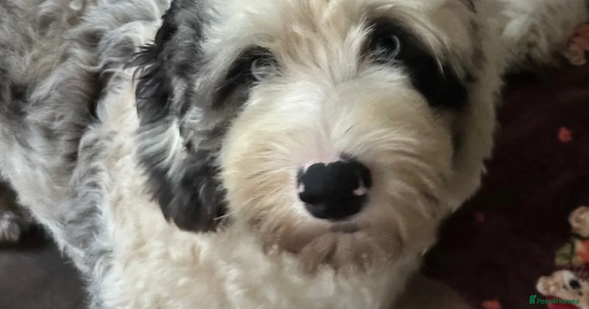 Mearle Lab Puppies for sale in Glasgow City | Pets4Homes