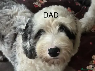 Sheepadoodle dogs Miniature Sheepadoodles - Advert 2
