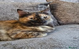 Ragdoll cats for sale: Half ragdoll cat, 1 year old called cookie!! - Image 4