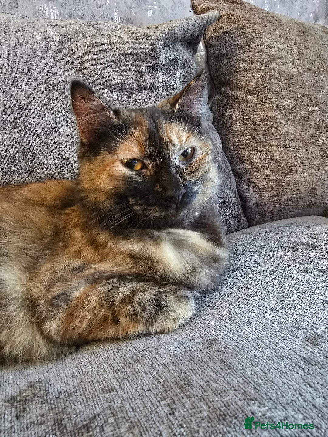 Ragdoll cats for sale: Half ragdoll cat, 1 year old called cookie!! - Image 4