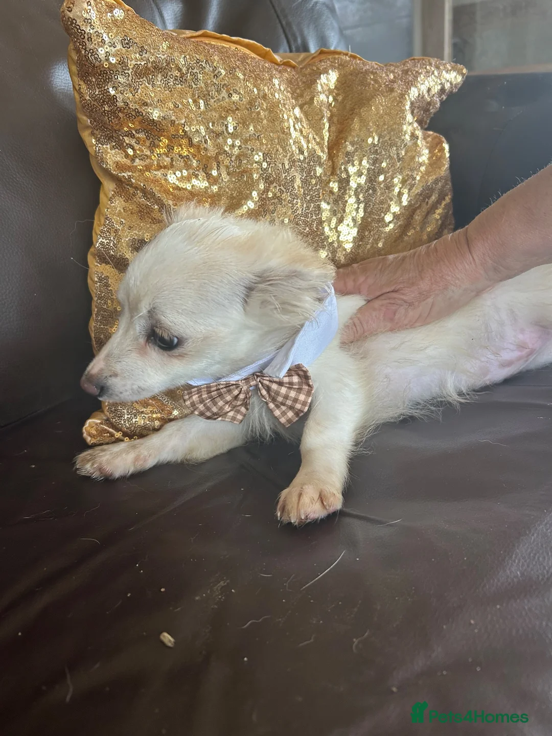 Pomchi dogs for sale: pomchi long hair boy pup  in Sanquhar - Advert 2