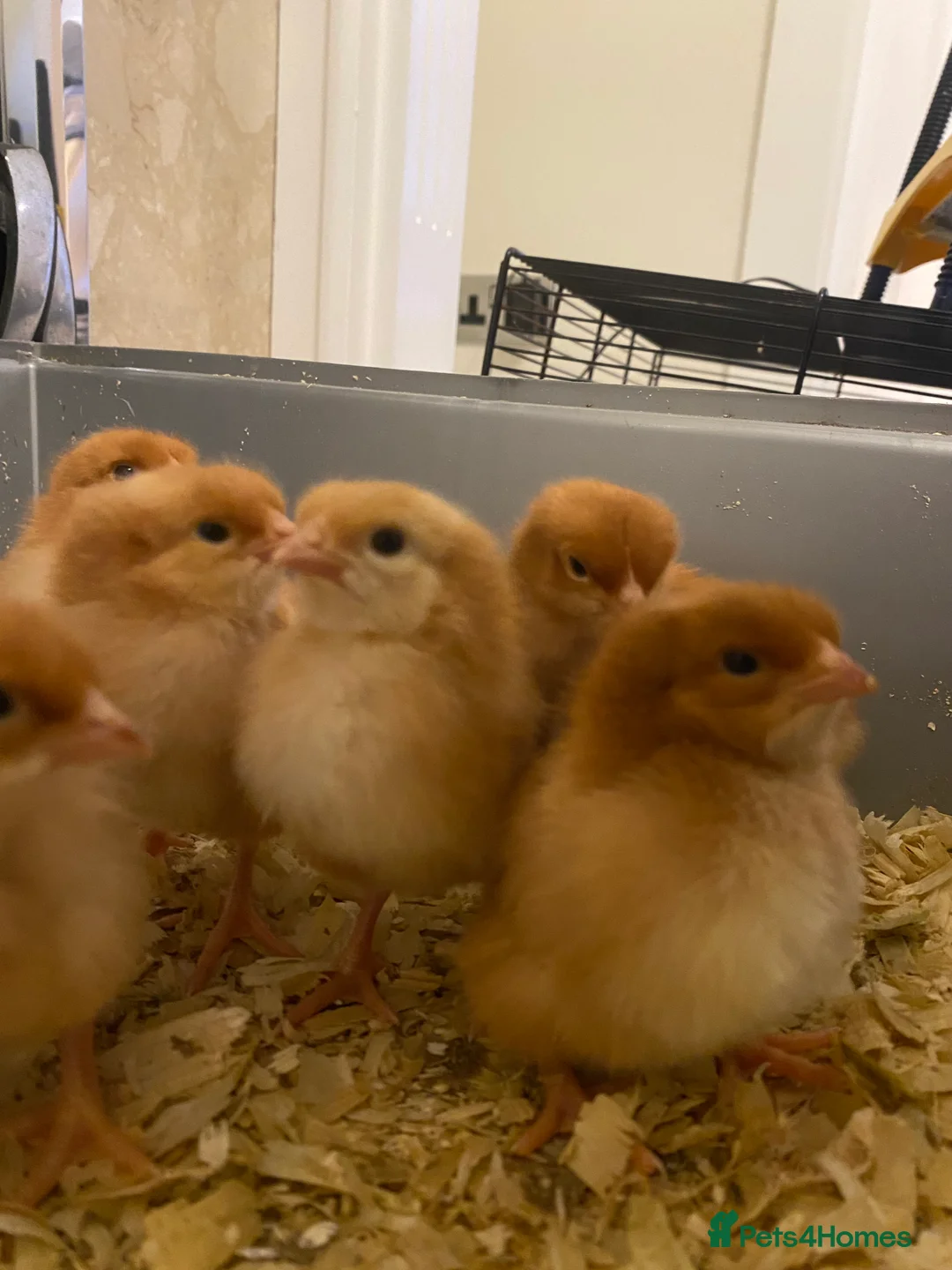 Chickens poultry for sale: Goldline chicks. Quail chicks. Pair of geese - Advert 9