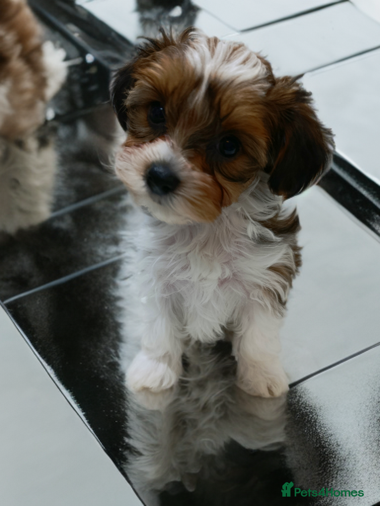 Yorkshire Terrier dogs Yorkshire terrier🐶 Pure breed📃 Luxury Colours 😍 - Advert 2