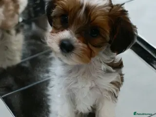 Yorkshire Terrier dogs Yorkshire terrier🐶 Pure breed📃 Luxury Colours 😍 - Advert 9