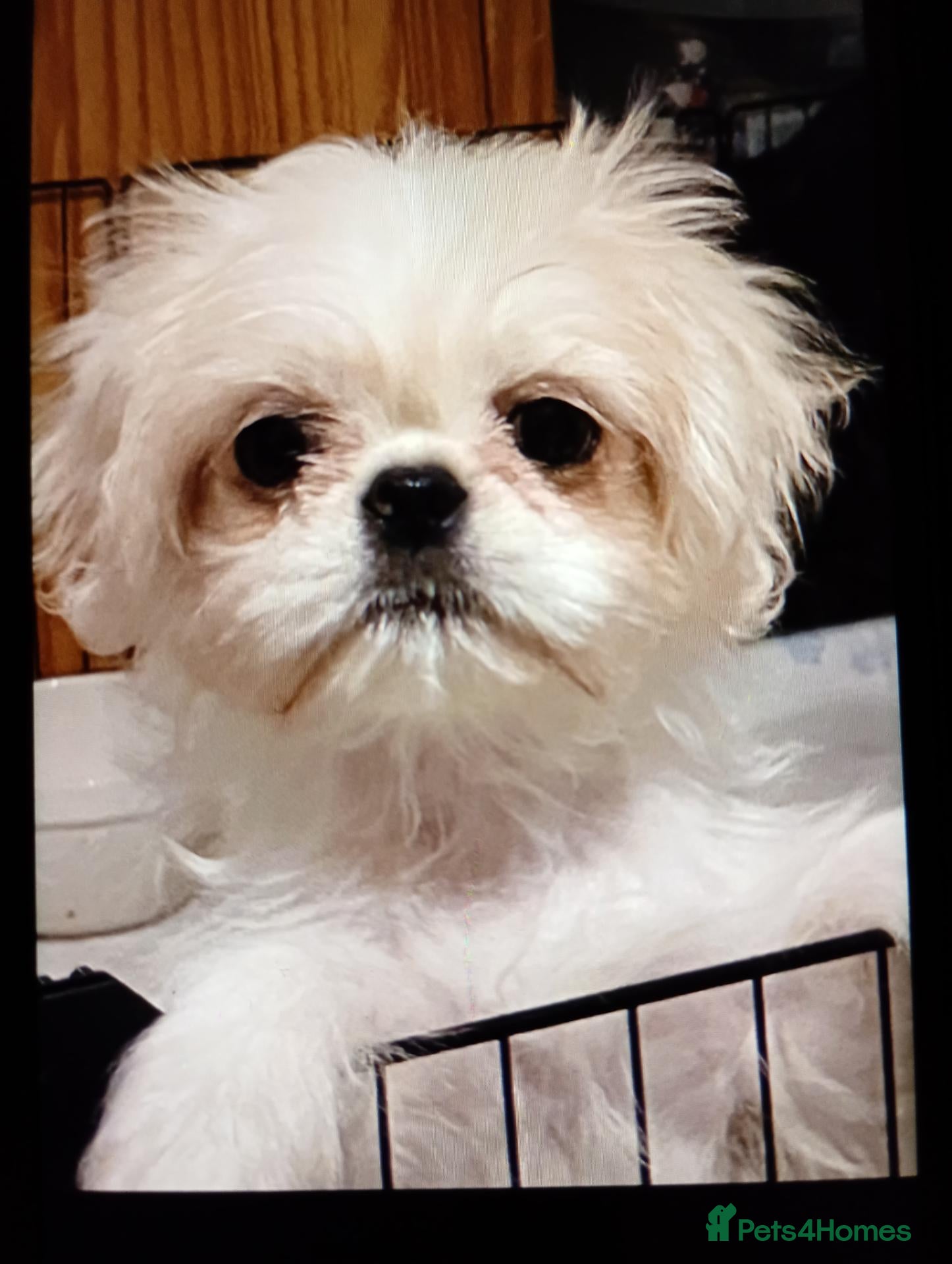 Mixed Breed dogs Lovely litter of shihtzu X pug boy puppies  - Advert 2