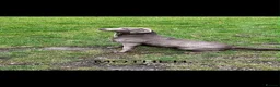 Labrador Retriever dogs for sale: KC Labrador puppies (Silver & Charcoal)  - Advert 3
