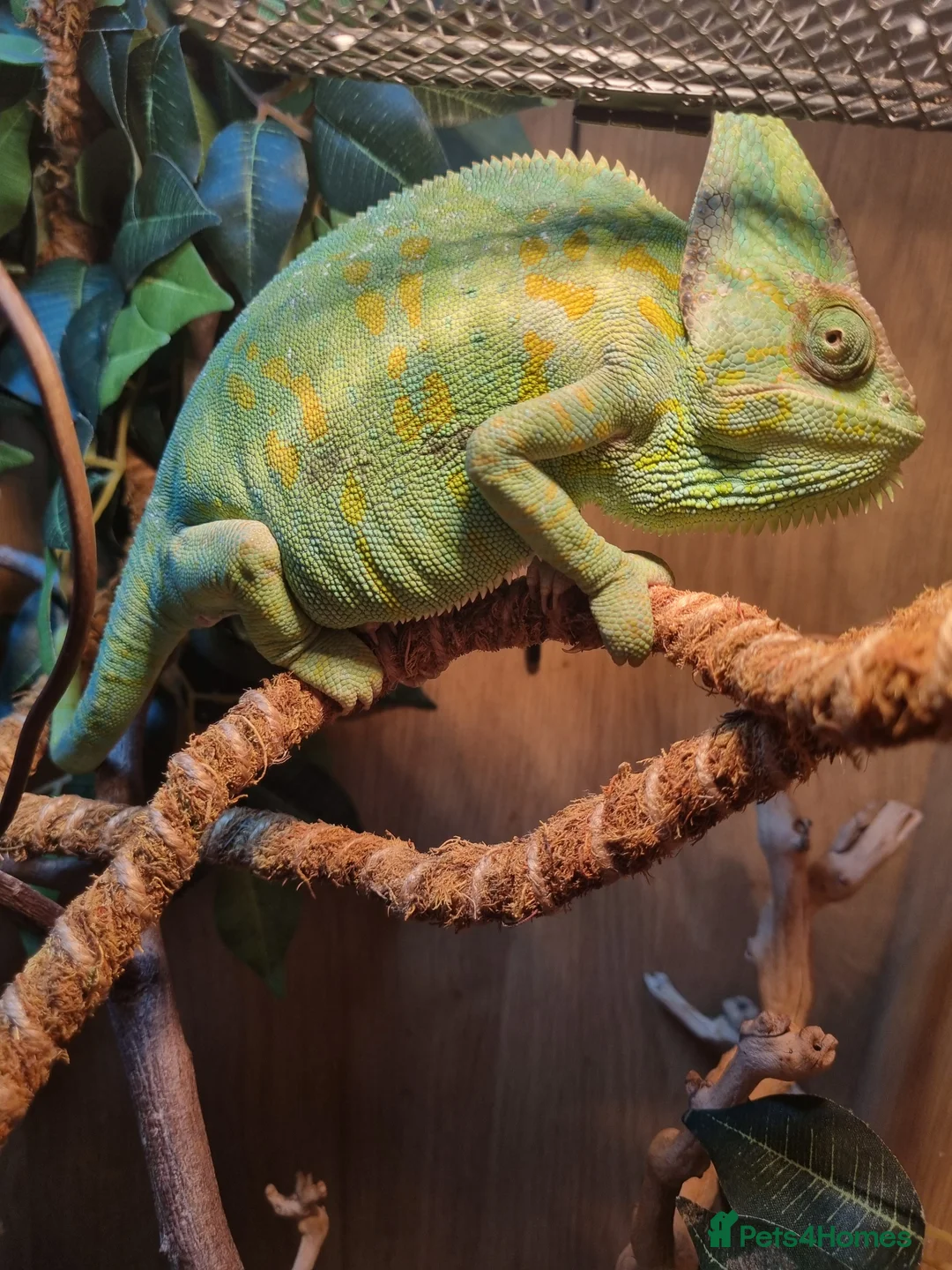 Chameleon reptiles for sale: BABY VEILED CHAMELEONS  - Advert 12
