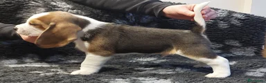 Beagle Male Puppy 2