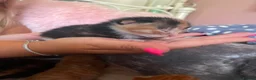 Mixed Breed cats for sale: Beautiful kittens  - Advert 5