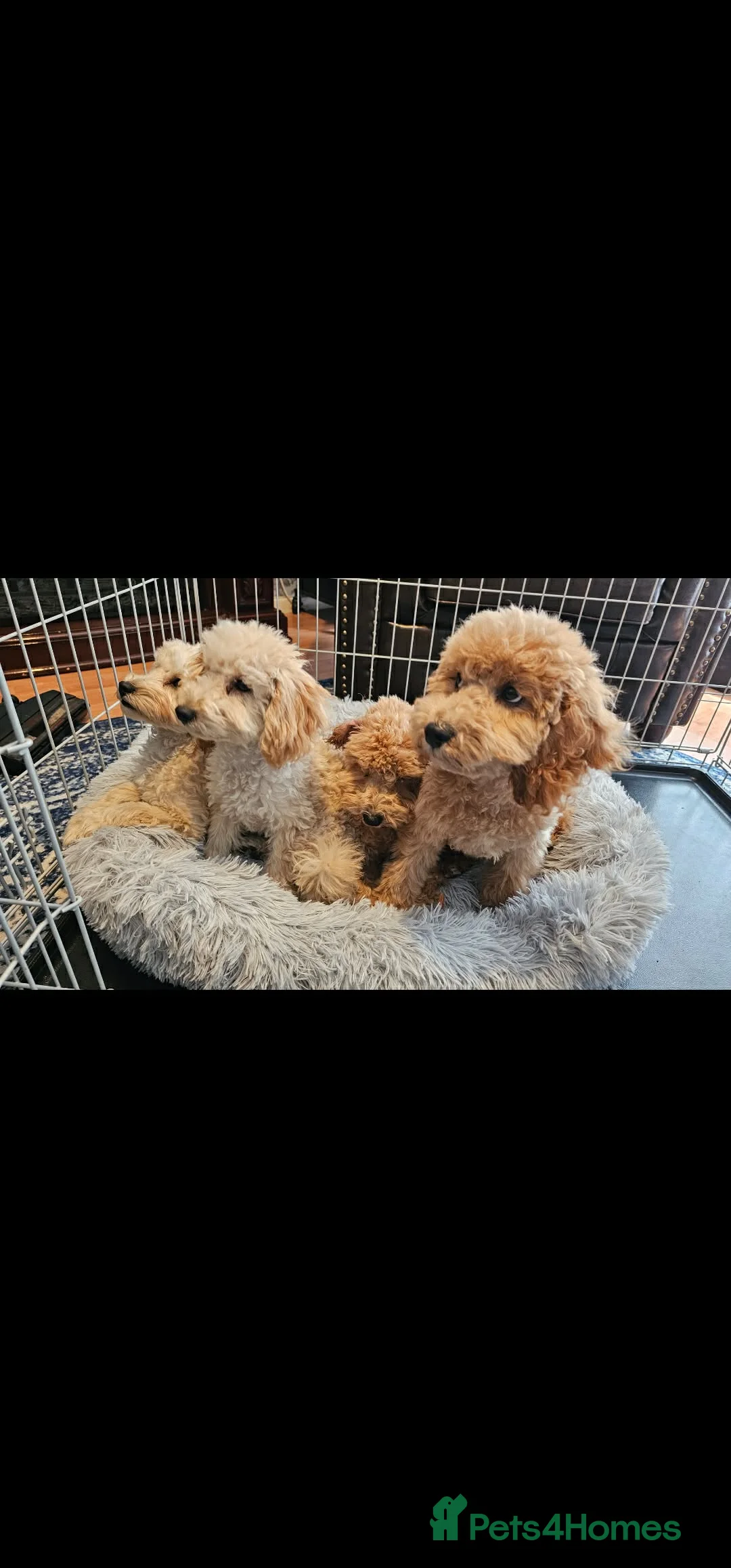 Miniature Poodle dogs for sale: Miniature Poodle puppies  in Manchester - Advert 2