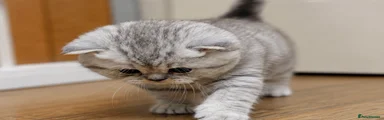 British Shorthair Kitten 4
