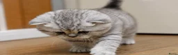 British Shorthair cats for sale: TICA/GCCF Adorable BSH/LH kittens  - Advert 7