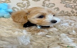 Maltipoo dogs for sale: ADORABLE F1 MALTIPOO PUPPIES DNA TESTED  - Image 5