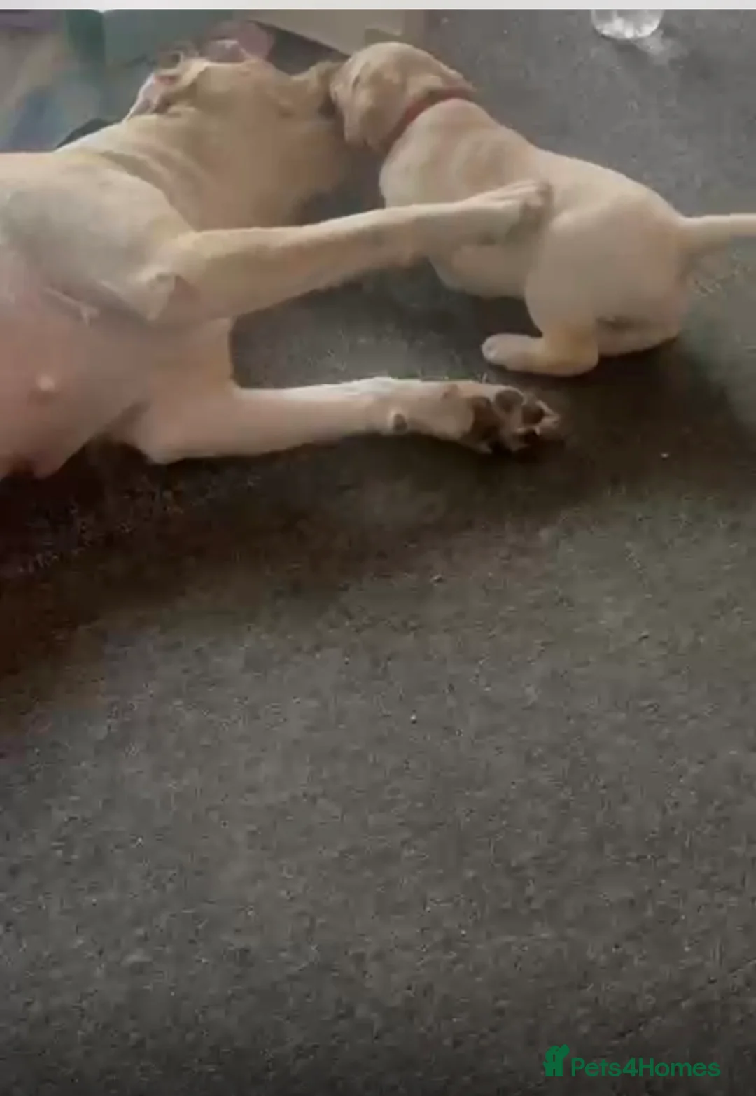 Labrador Retriever dogs for sale: Meet Your New Best Friend: 4-Month-Old Lab Puppy! in Bexleyheath - Advert 2
