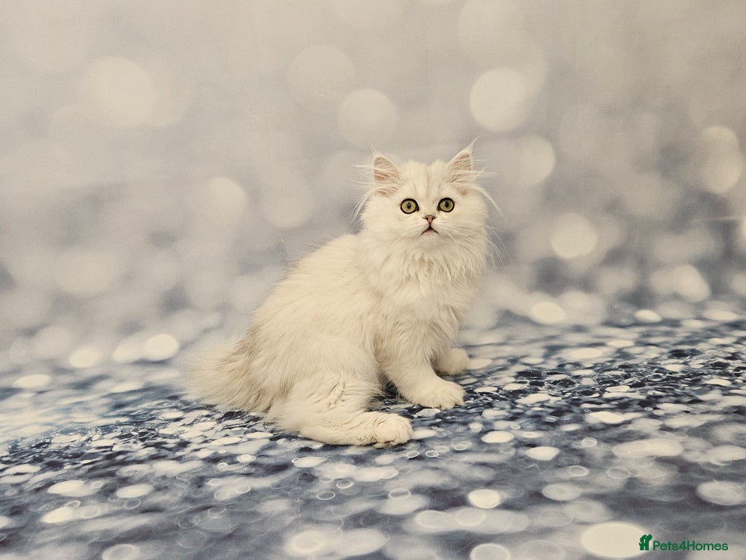 British Longhair cats for sale: Excellent Scottish straight Highland Kittens - Image 5