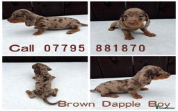 Miniature Dachshund dogs for sale: Dachshund puppies 5Boys  - Image 11