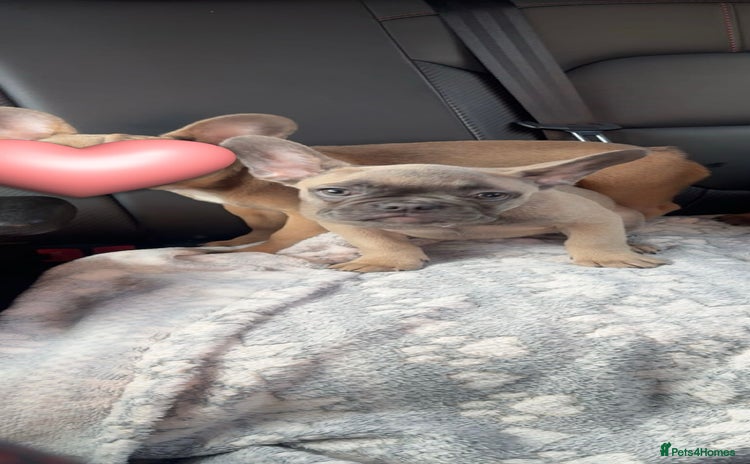 French Bulldog dogs - Advert 16