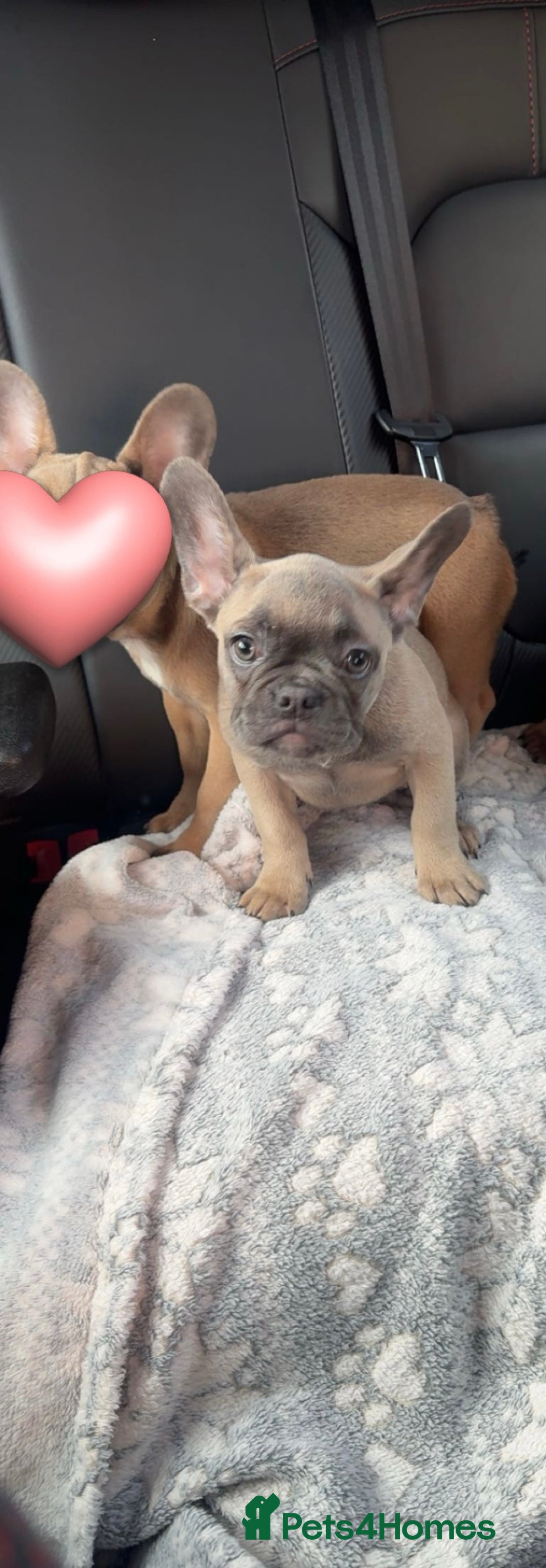 French Bulldog dogs for sale: French bulldog pup - Image 1