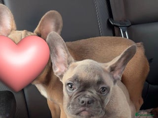 French Bulldog dogs - Advert 4