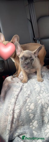 French Bulldog dogs - Advert 6