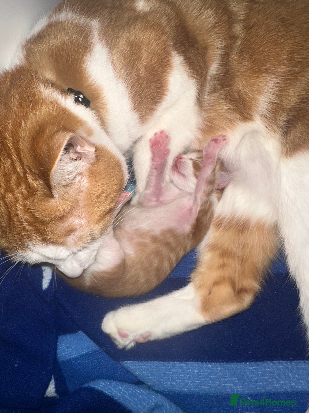 Maine Coon cats for sale: Ginger tiger striped fluffy maincoon mix.  - Image 9
