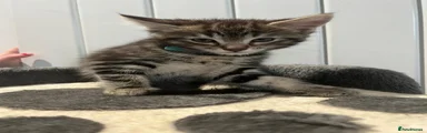 Tabby Boy Blue Collar