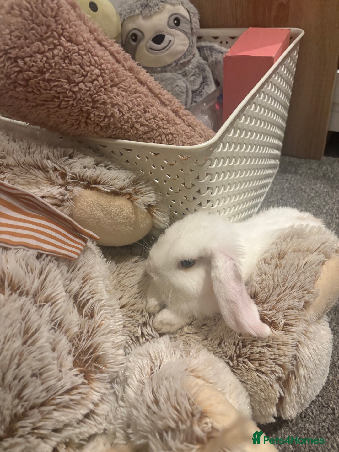 Dwarf Lop rabbits for sale: White Dwarf Llop - Image 6