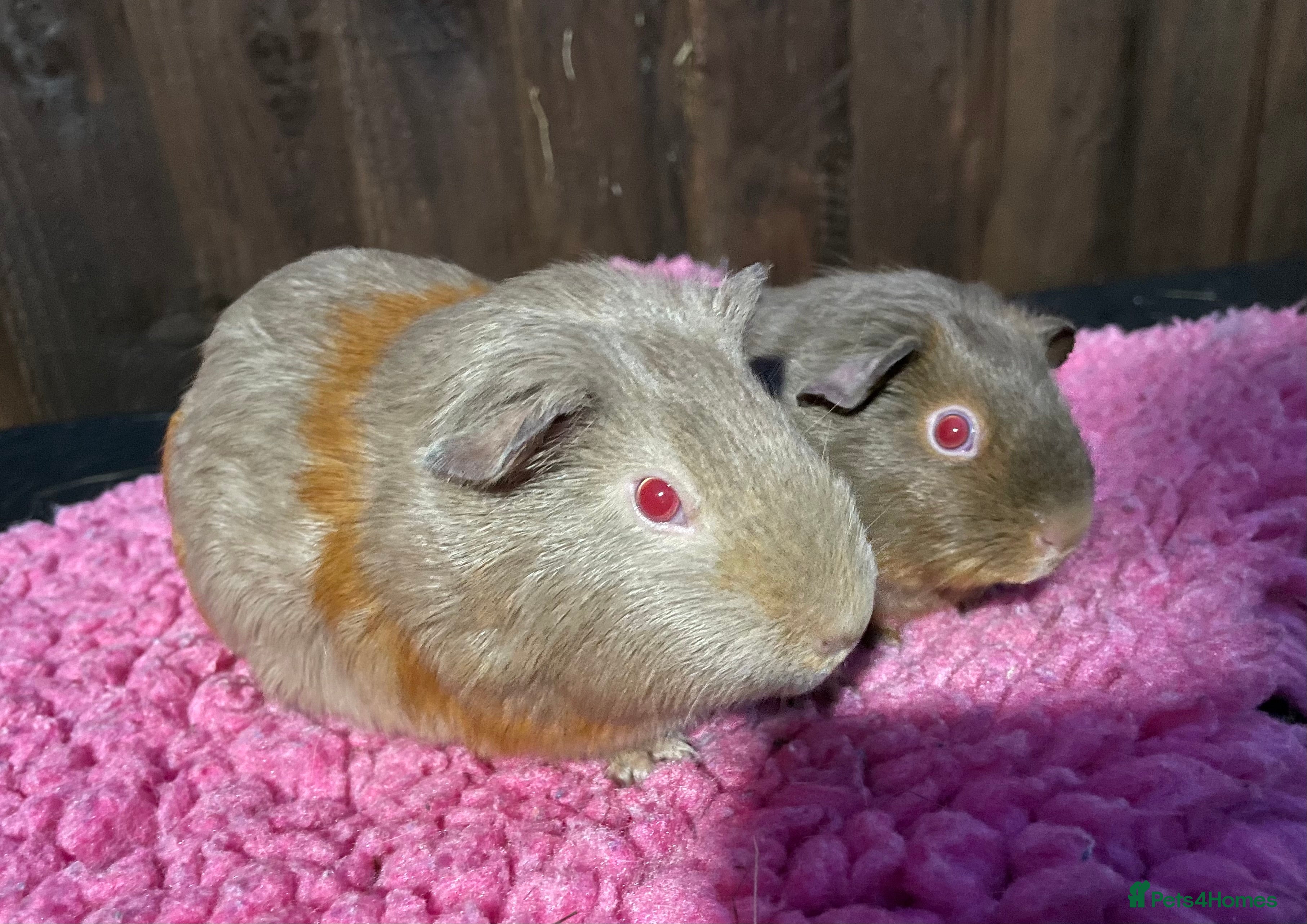 Guinea Pig rodents 2 sows & 2 boars - Advert 15