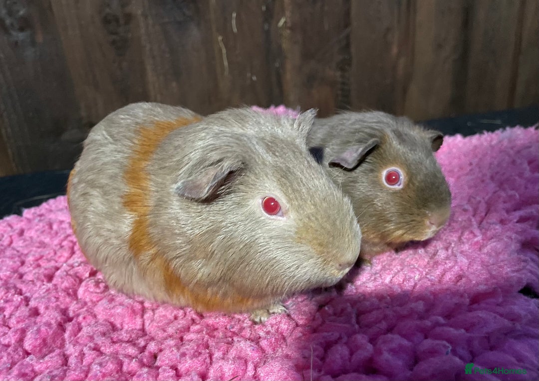 Guinea Pig rodents for sale: 2 sows & 2 boars - Advert 1