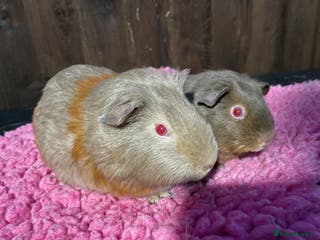 Guinea Pig rodents 2 sows & 2 boars - Advert 9