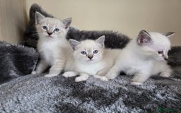 Ragdoll cats for sale: Ragdoll Cross kittens  - Image 2