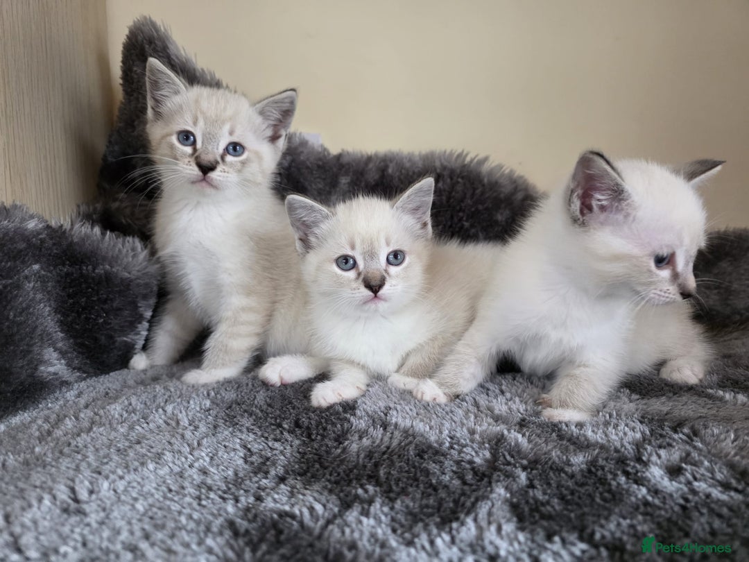 Ragdoll cats for sale: Ragdoll Cross kittens  - Image 2