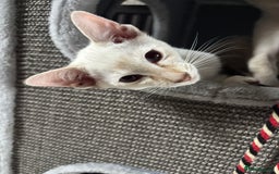 Siamese cats for sale: Only 2 GCCF registered Siamese kittens left. - Image 25
