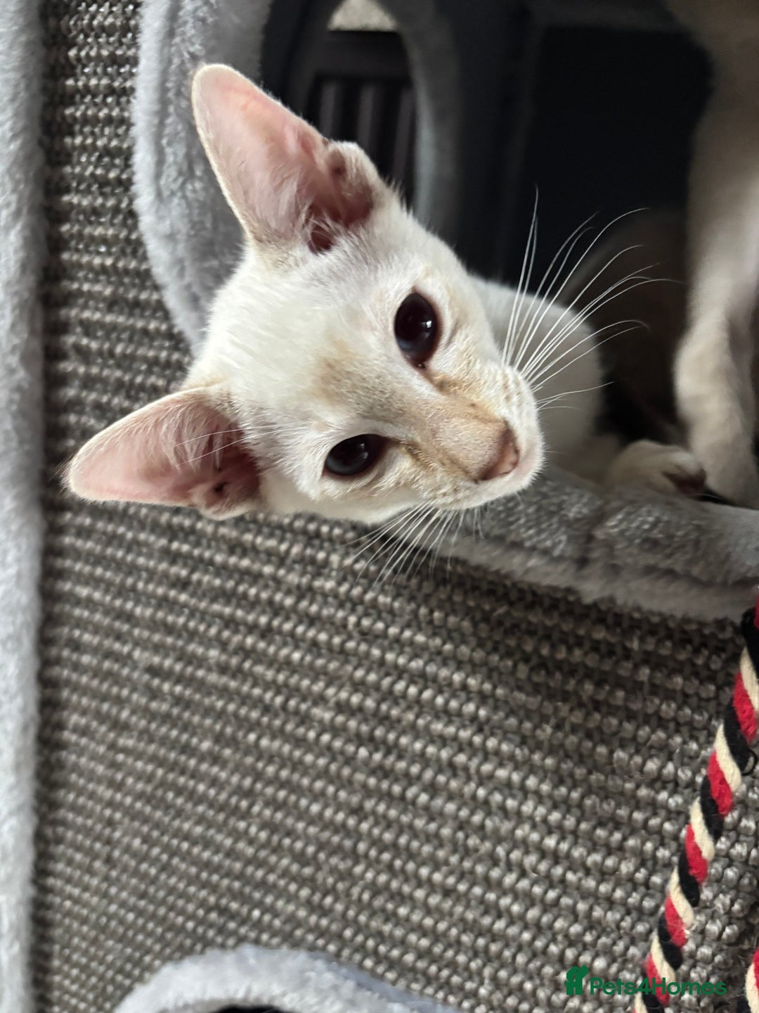 Siamese cats for sale: Only 2 GCCF registered Siamese kittens left. - Image 25