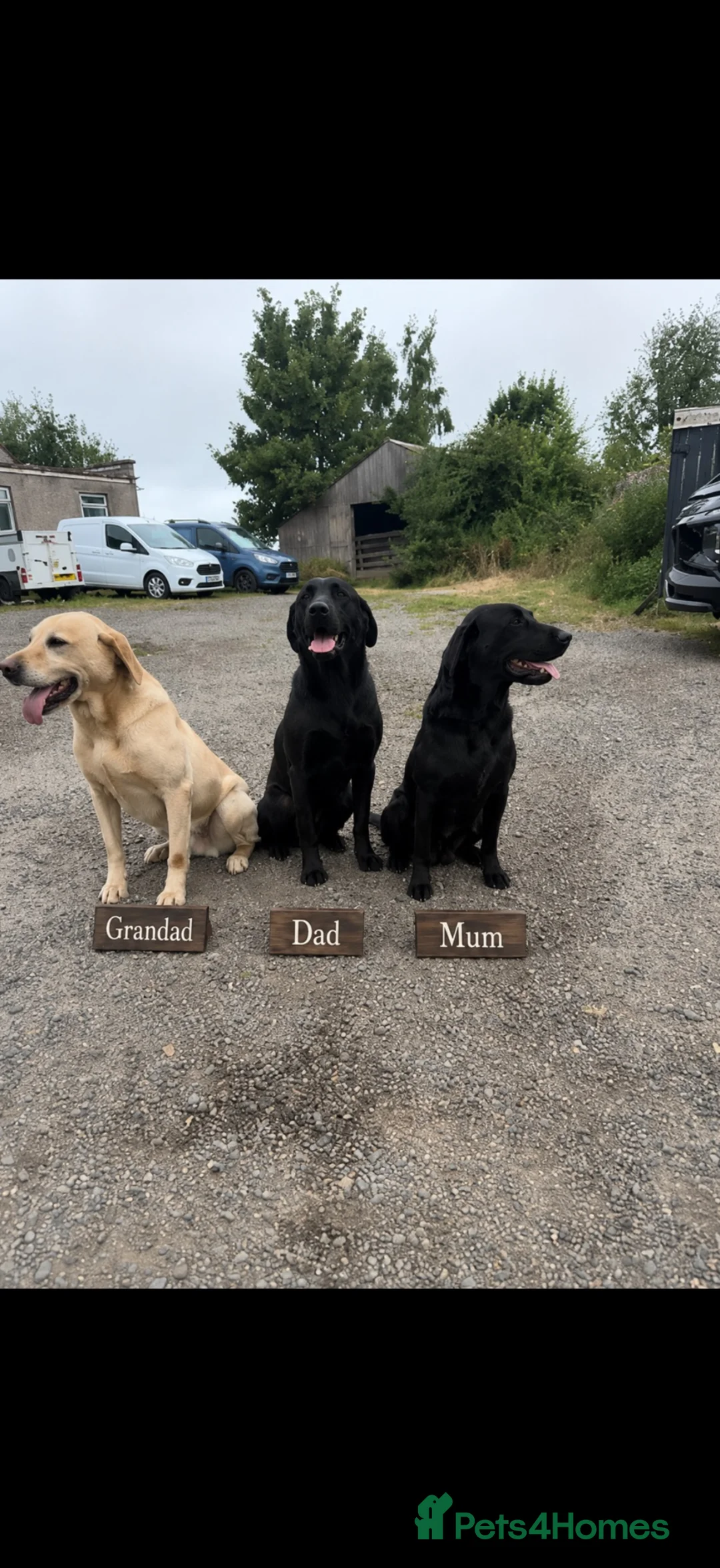 Labrador Retriever dogs for sale: Working  Labrador puppy’s  - Advert 2