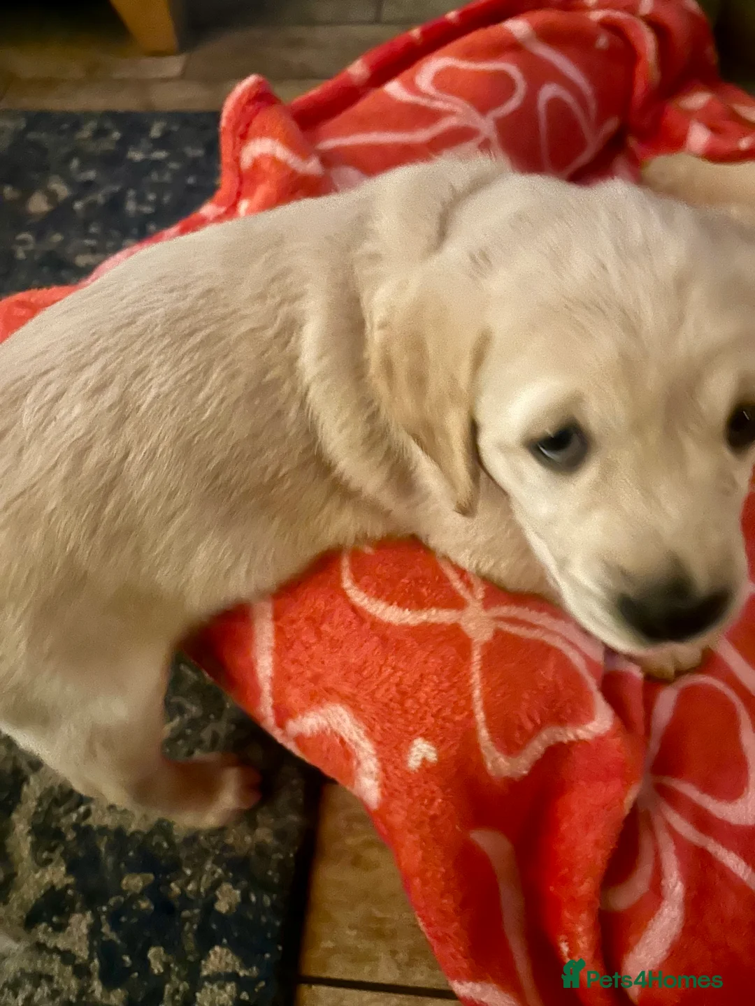 Goldador dogs for sale: Goldador Puppies – 7 Weeks Old 🐾 - Advert 8