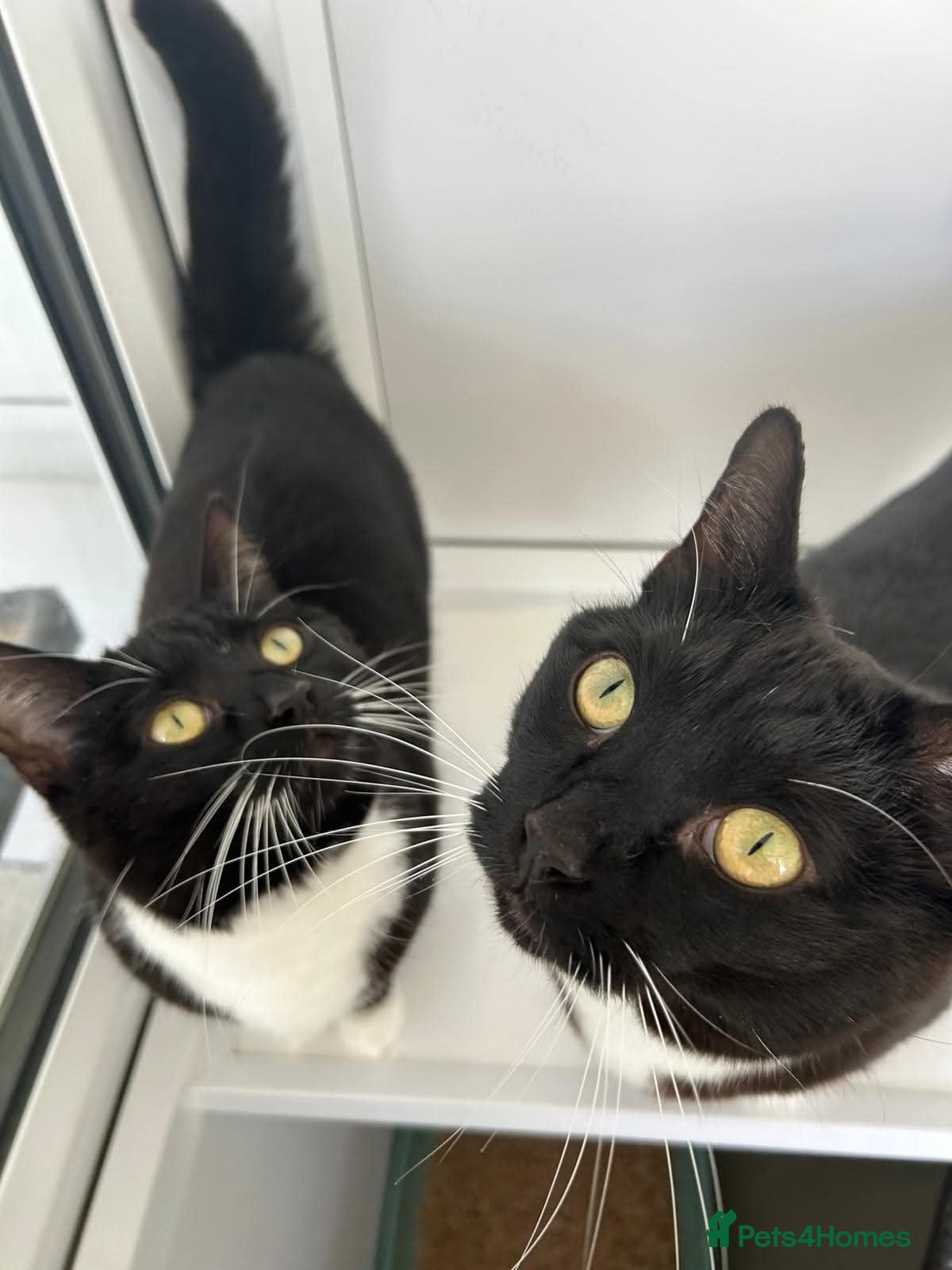 Domestic Shorthair cats Bubbles & Mojo - Advert 4