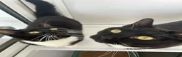 Domestic Shorthair cats for adoption: Bubbles & Mojo - Advert 1