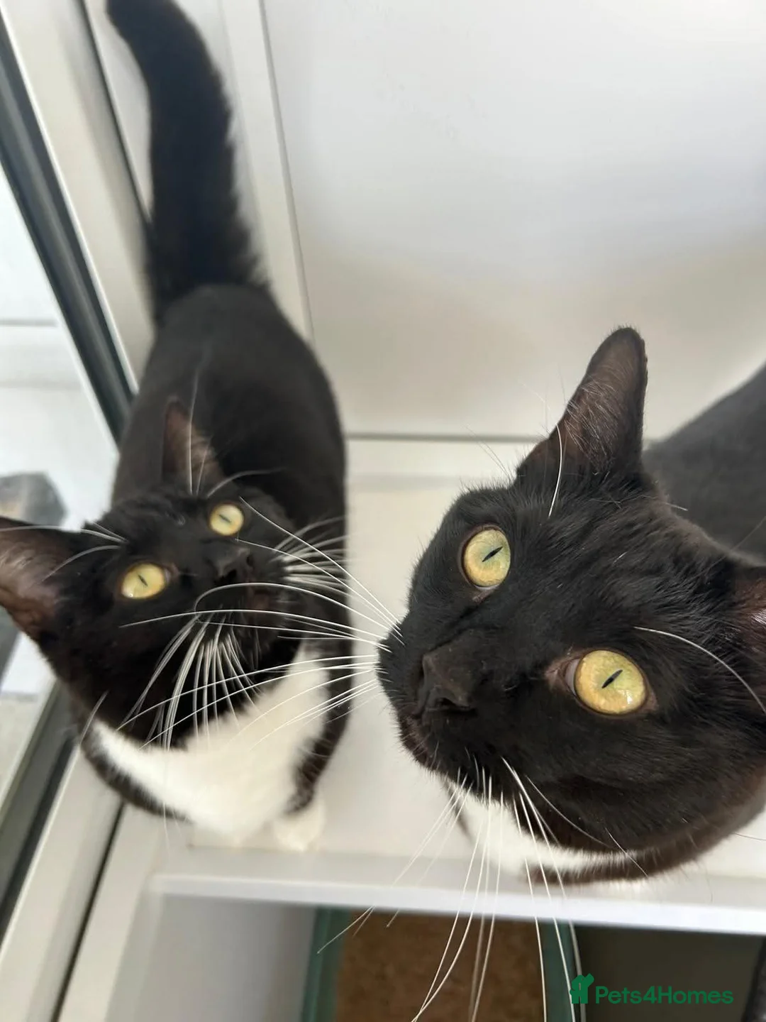 Domestic Shorthair cats for adoption: Bubbles & Mojo - Advert 1