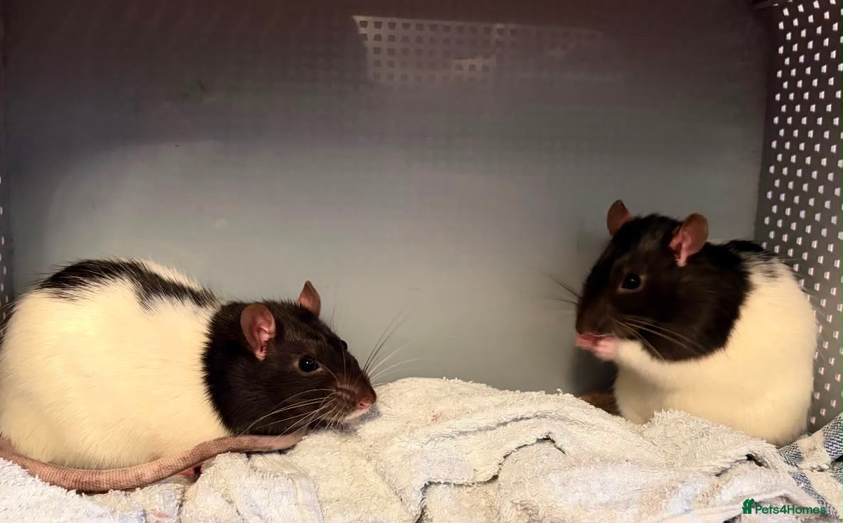 Rat rodents Loving Home Wanted for Two Male Rats + Full Setup - Advert 1