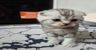 Scottish Fold cats Scottish folds - Advert 7